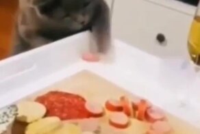 Хитрый кот пытается украсть колбасу