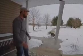 Разрушительное начало прогулки пса