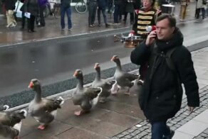 Парад гусей в Дании