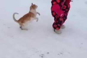 Коварный приём кота