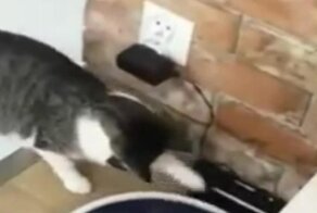 Кот отправил робота-пылесоса убираться