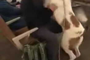 Встреча пса с хозяином после долгой разлуки