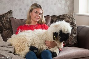 У британцев живет необычный любимец - валийский барашек