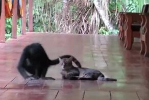 Опять ты: обезьяна помешала отдыху кота