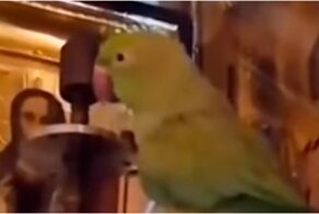 Московский священник увидел, что его попугай молится