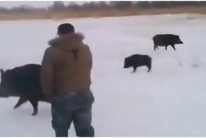 "Одни поросята кругом": встреча рыбаков с кабанами