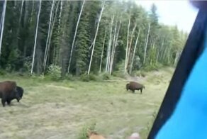 Неудачная попытка нападения питбуля