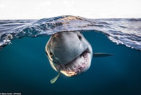 10+ интересных подводных снимков со всего мира