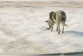 Невнимательный пёс упустил мышь