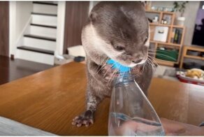 Реакция выдр на газированную воду