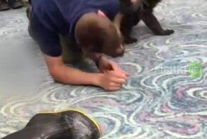 Знакомьтесь, бинтуронг