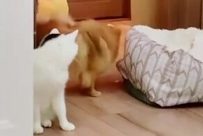 Пёс пытается пройти мимо кота