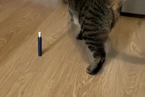 Кот против употребления табака