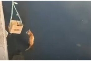 Выручил из беды: мужчина спас кота из канала