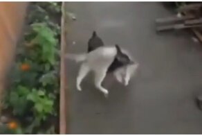 Эх, прокачу: пёс донёс котёнка до дома