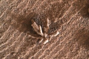 Марсоход сфотографировал крошечный «цветок»