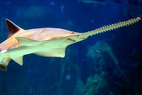 Зачем рыбе пила на носу, как она использует такой «инструмент»