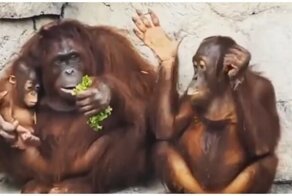 Орангутан не захотел делиться едой с соплеменником