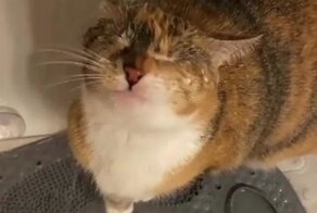 Кот принимает душ