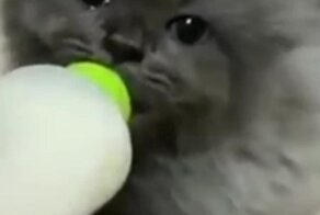 Котёнок наслаждается молоком