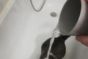  Забавная реакция кота на воду
