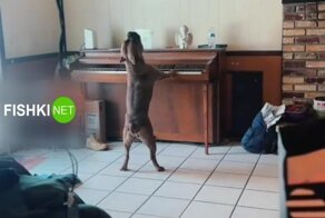 Пёс сыграл на пианино и спел