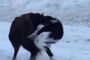 Хороший мальчик выполняет команды хозяйки
