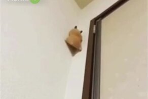 Хомяк-экстремал пытается добраться до потолка