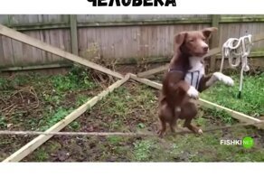 Очень талантливый друг человека