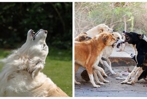 Коллективный вой: чем обусловлена такая реакция в собачьей компании?