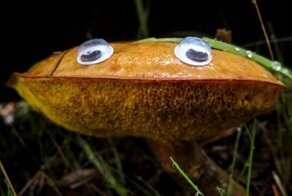 27 предметов, оживших благодаря пластиковым глазкам