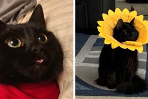 16 фотографий чёрных котов, которые приносят в дом только радость и веселье