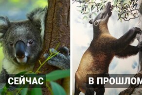 Фотосравнение современных животных с их предками