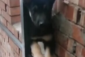 Щенок подружился с кошками и перенял их привычки