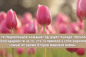 25 самых неожиданных проявлений доброты в мировой истории