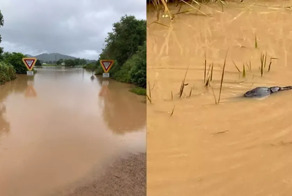 Девушка вернула к жизни кроху-утконоса, пострадавшего из-за наводнения