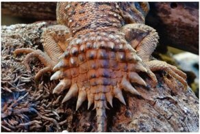 Ноги, крылья, главное хвост: 25 необычных, красивых и просто классных хвостов