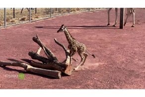 Жизнь жирафа начинается с падений