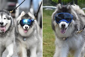 Слепому хаски нашли друга, и теперь он счастлив как никогда