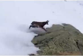 Эпичный спуск парнокопытного экстремала со склона