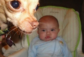 Фотобомбы с животными (23 фото)