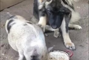 Жадный поросёнок не хочет делиться с псом едой