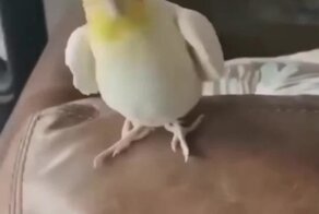  Топот маленьких ножек