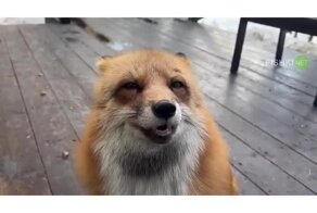 Весенняя лиса Алиса