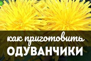 Потрясающие блюда из одуванчика