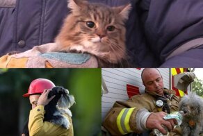 Священная жизнь: взгляд животных, которых спасли сотрудники МЧС и пожарные