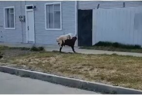 Кобель решил "наказать" своего сородича