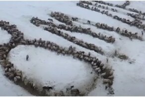 Колоритное поздравление с 8 марта от фермеров