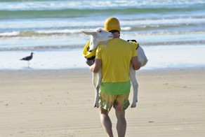 Козочка которая любит заниматься серфингом (13 фото)