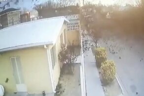 В Мексике сотни птиц упали на асфальт